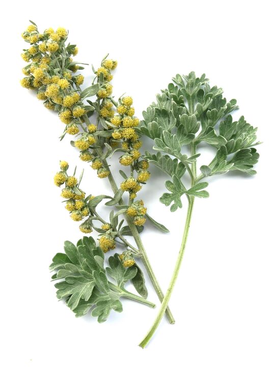 Wormwood in medicinal composition