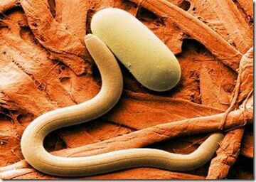Type of parasites