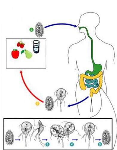The way of being infected